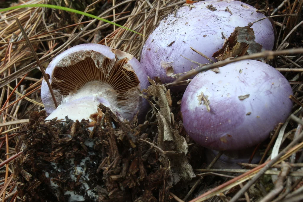 Cortinarius traganus