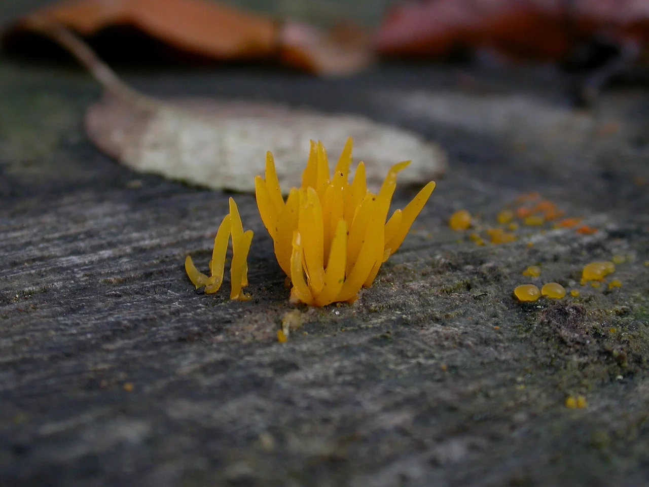 kleine, gelb-orange Baumpilze , Laubholzröhrling(Calocera cornea) , Wald in Leverkusen-Schlebusch .