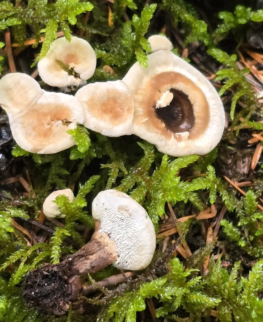 Phellodon tomentosus