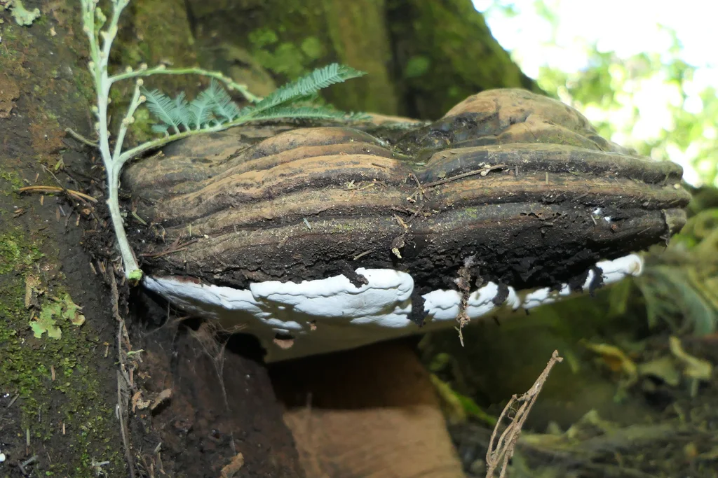 Ganoderma australe