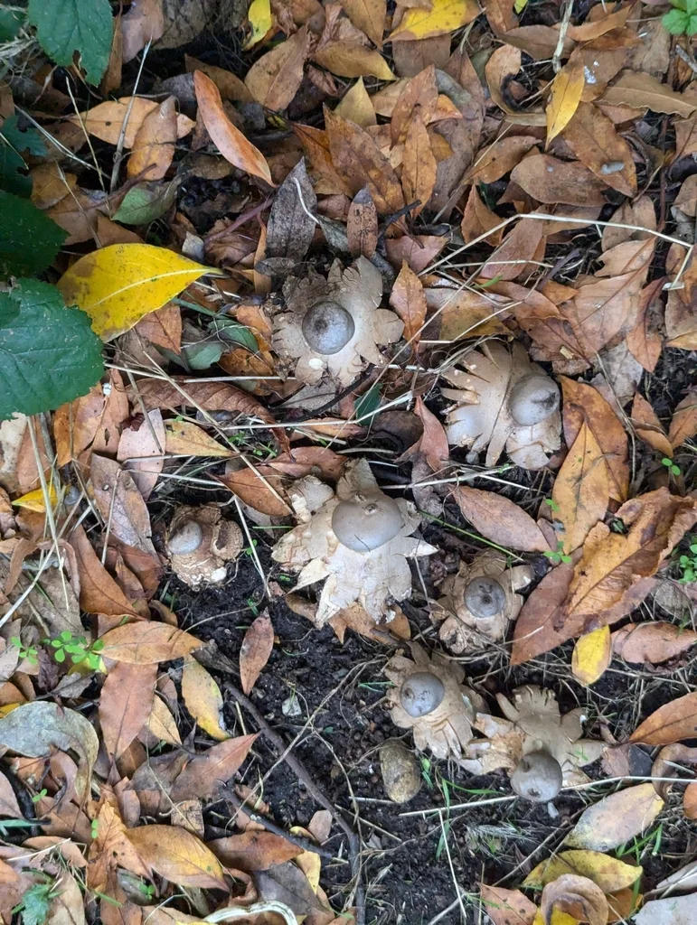 Geastrum coronatum