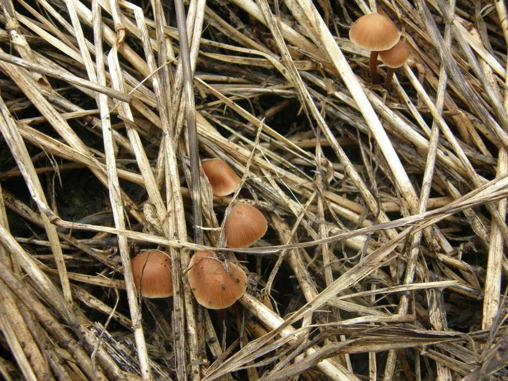 Macrocystidia cucumis