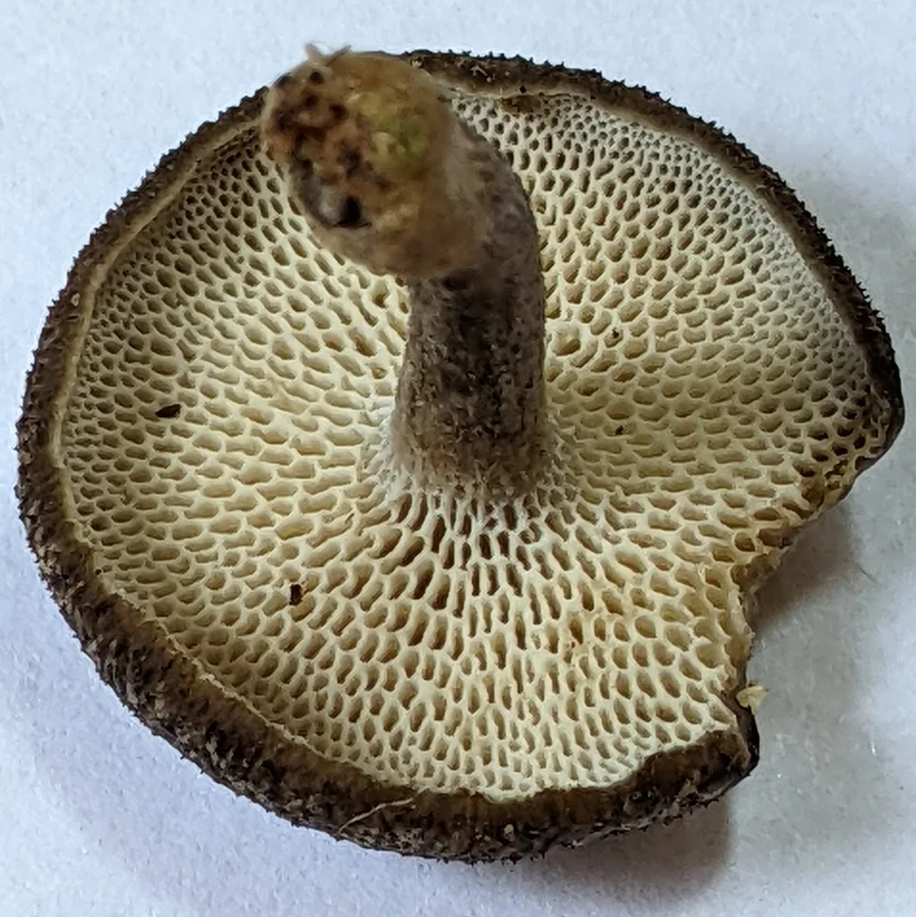 Lentinus brumalis