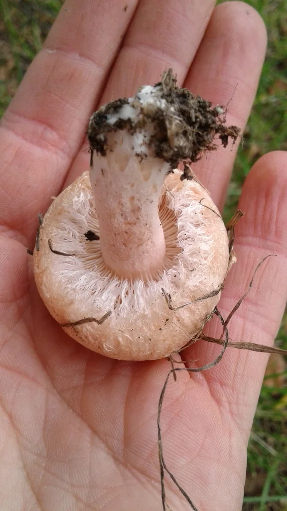 Lactarius pubescens