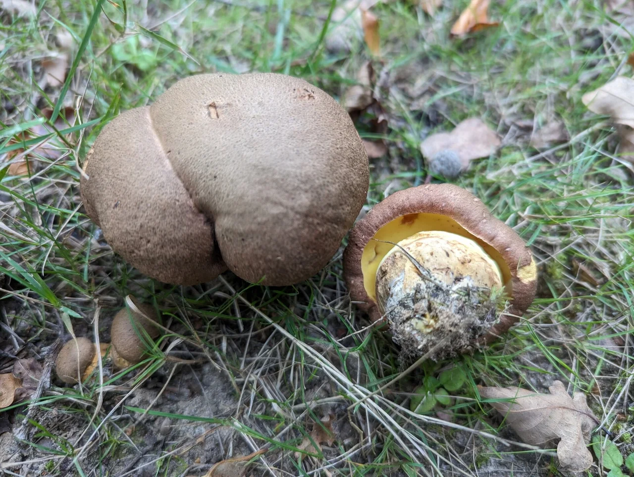 Butyriboletus appendiculatus