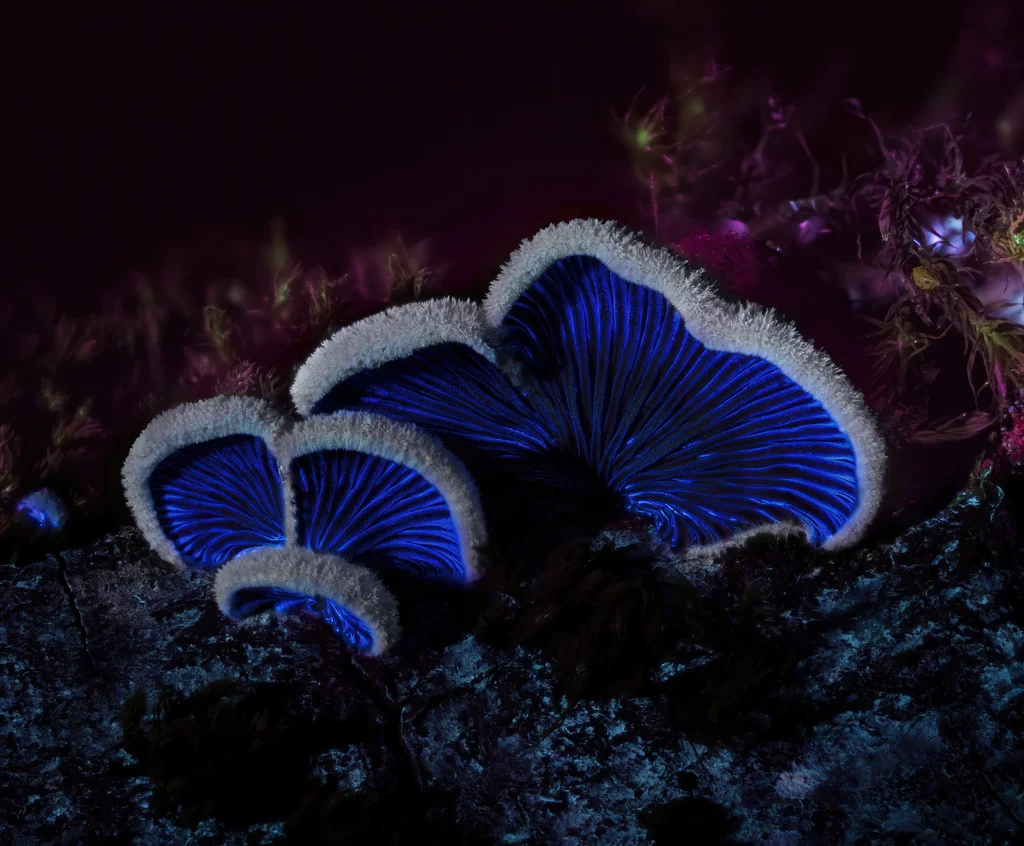 Schizophyllum commune