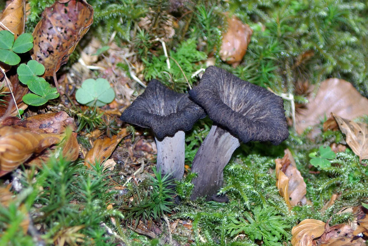 Black chanterelle ( Craterellus cornucopioides ) in Sajambre, León (Spain)