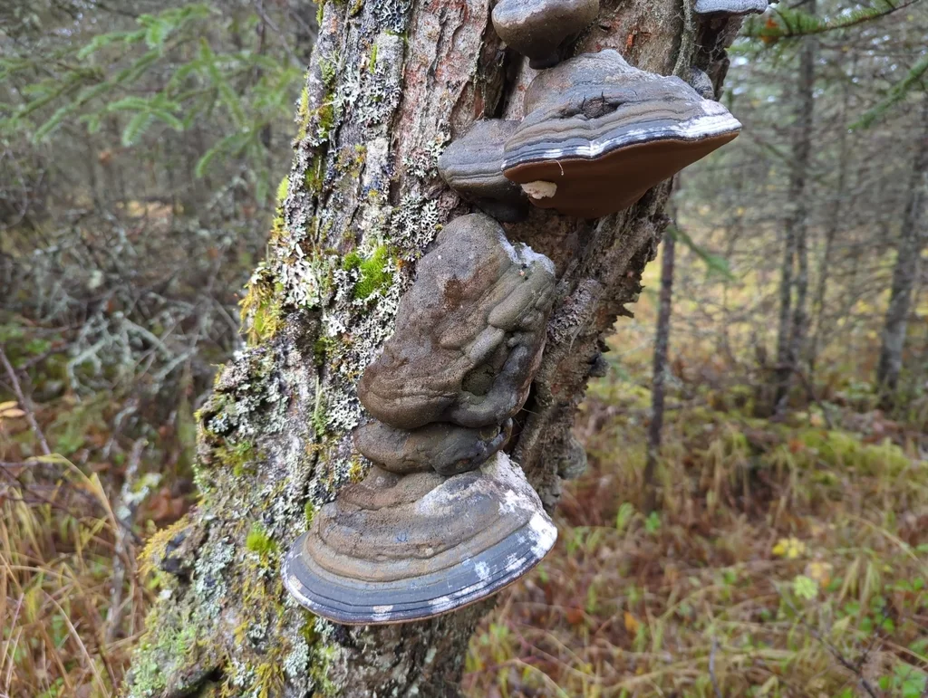 Phellinus igniarius