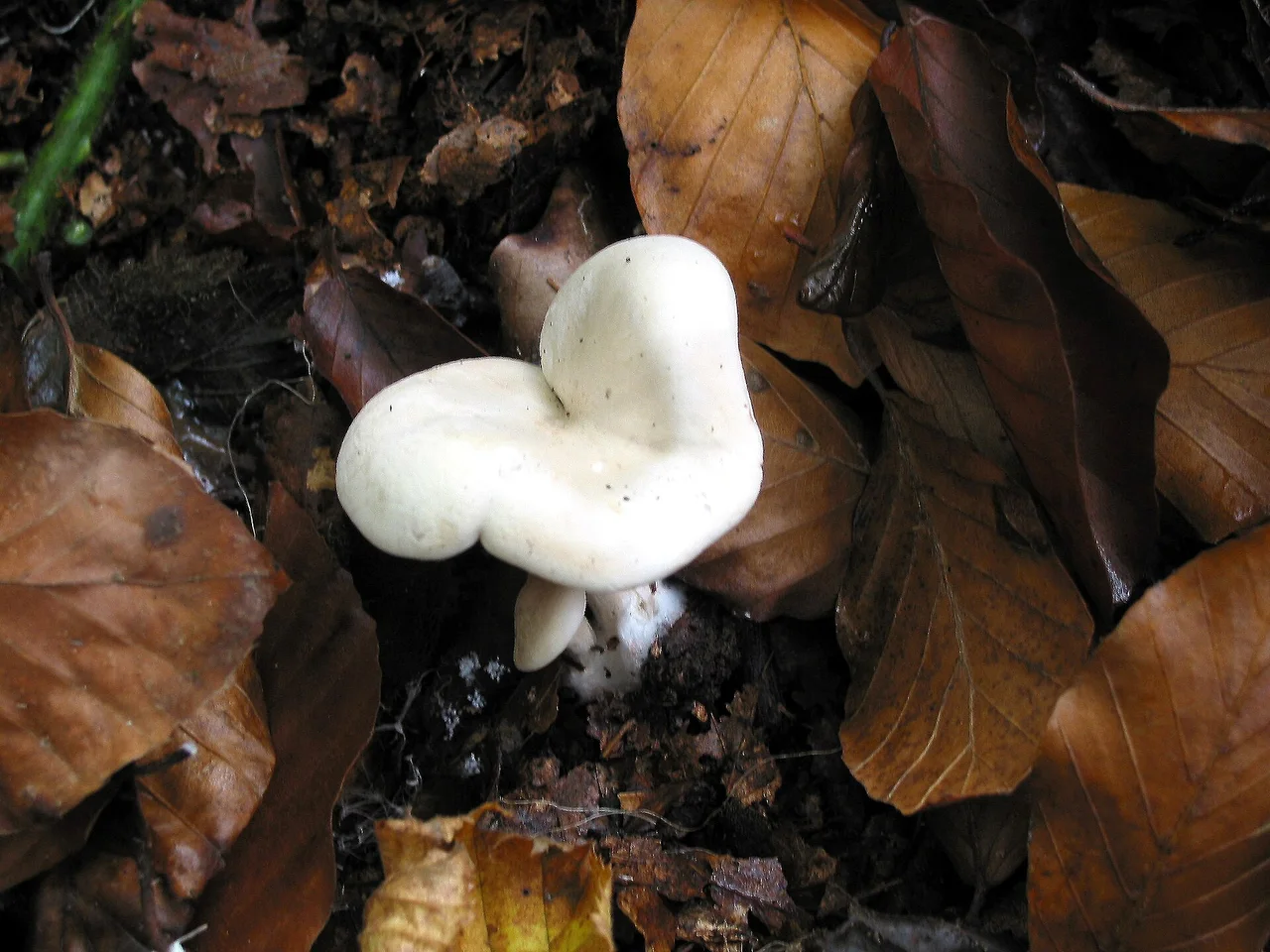 Clitopilus prunulus (la) , Mehlräsling (de), Miller (en), Clitopile petite prune ou Meunier (fr) Molenaar (nl), Mon.nî (wa). Family: Entolomataceae