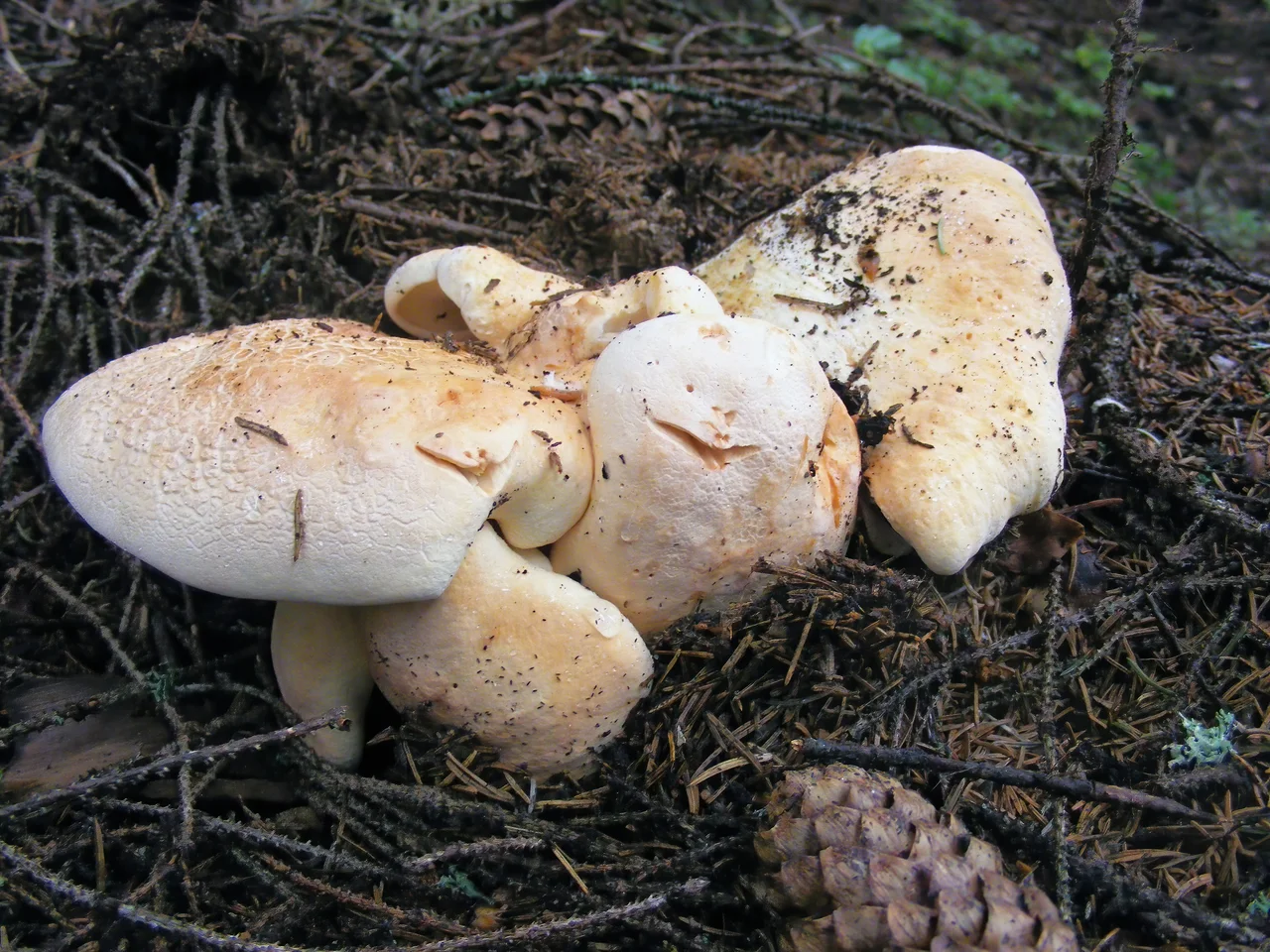 Albatrellus ovinus