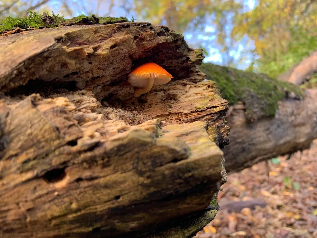 Pluteus aurantiorugosus