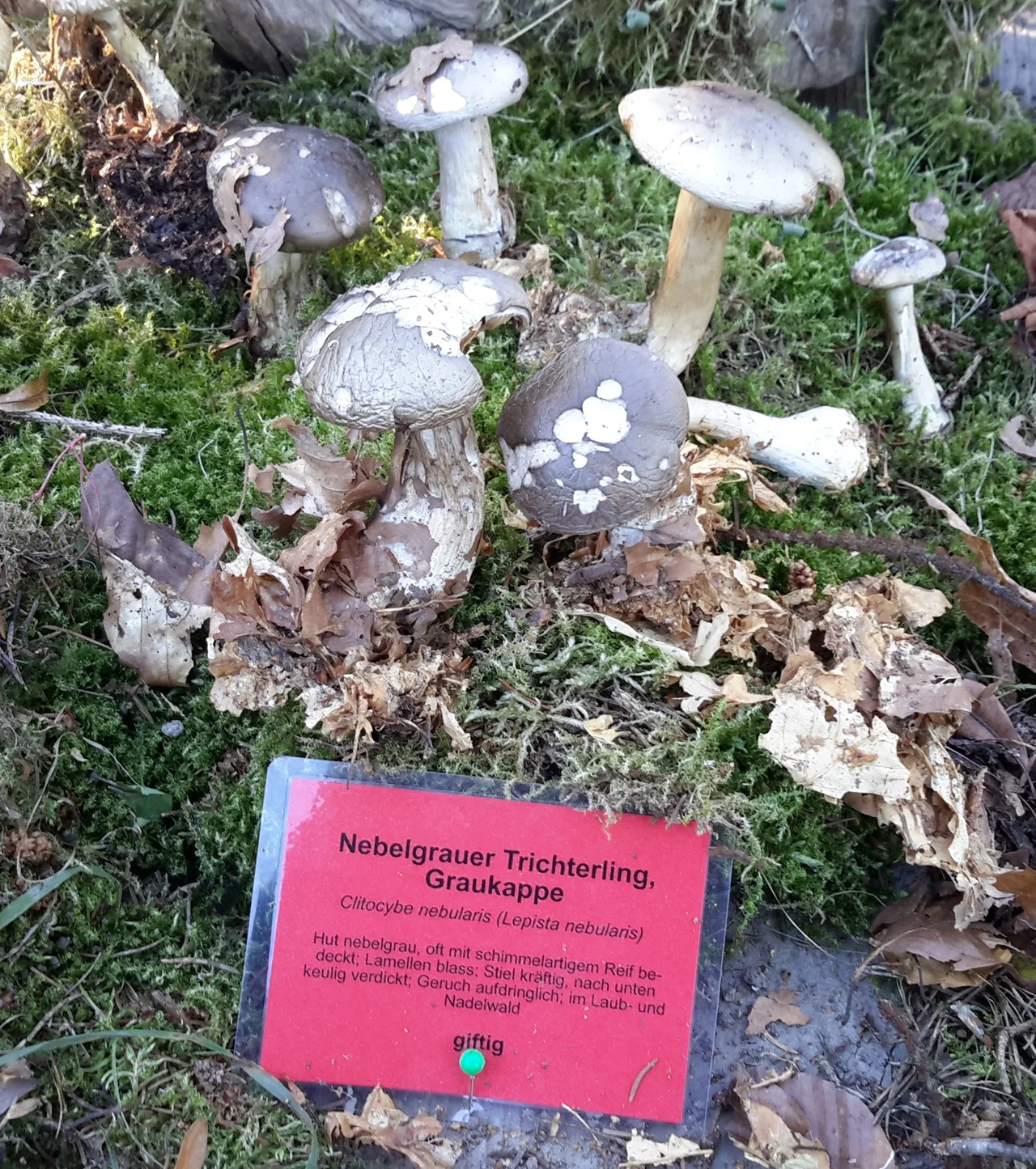 Nebelgrauer Trichterling (möglicherweise giftig) bei der Pilzausstellung Rostock am 27. September 2015.