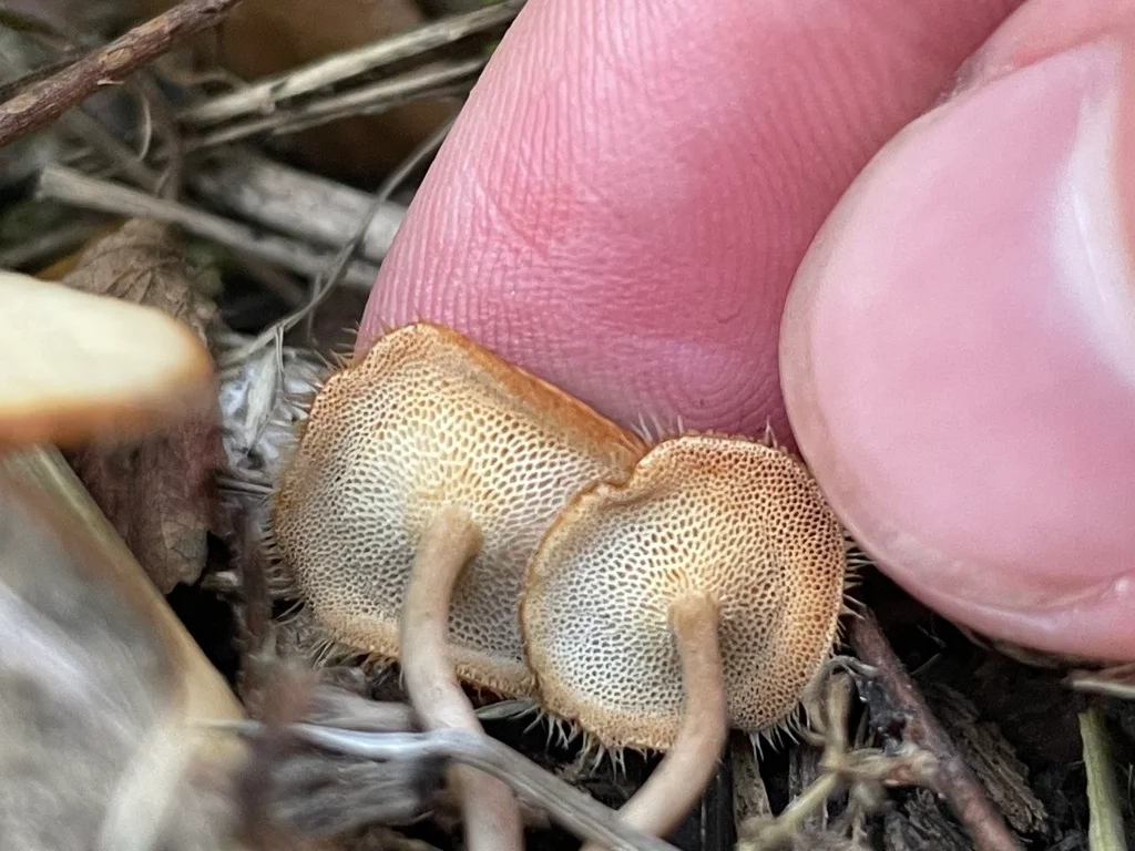 Lentinus arcularius