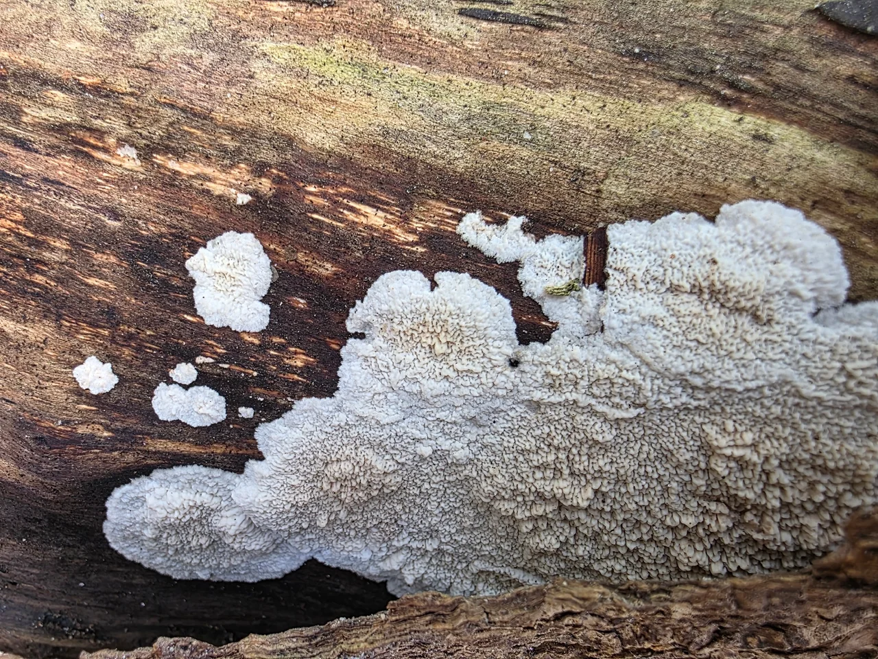 Xylodon radula