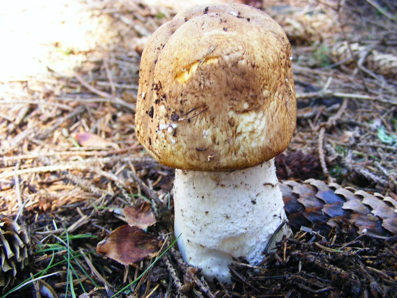 Agaricus augustus