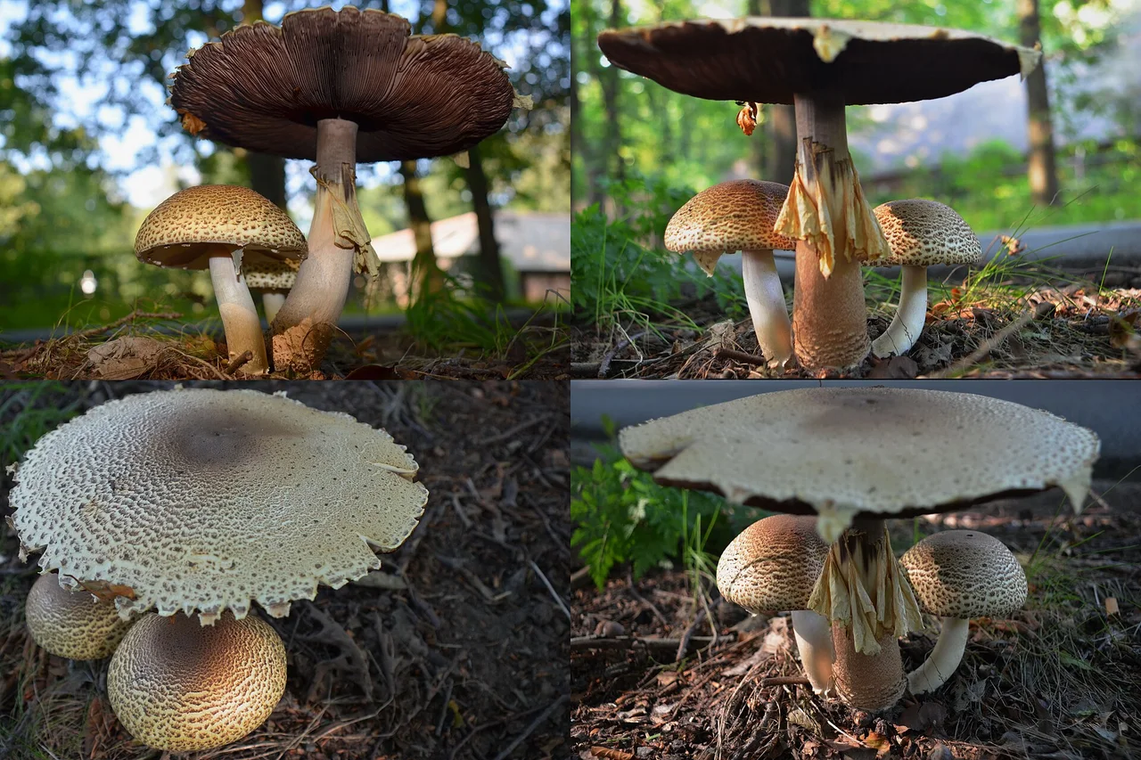 Agaricus augustus (The Prince, D= Riesen-Champignon or Braunschuppiger, F= L'agaric impérial ou agaric auguste, NL= Reuzenchampignon), at Schelmseweg Arnhem at 4 September 2014.