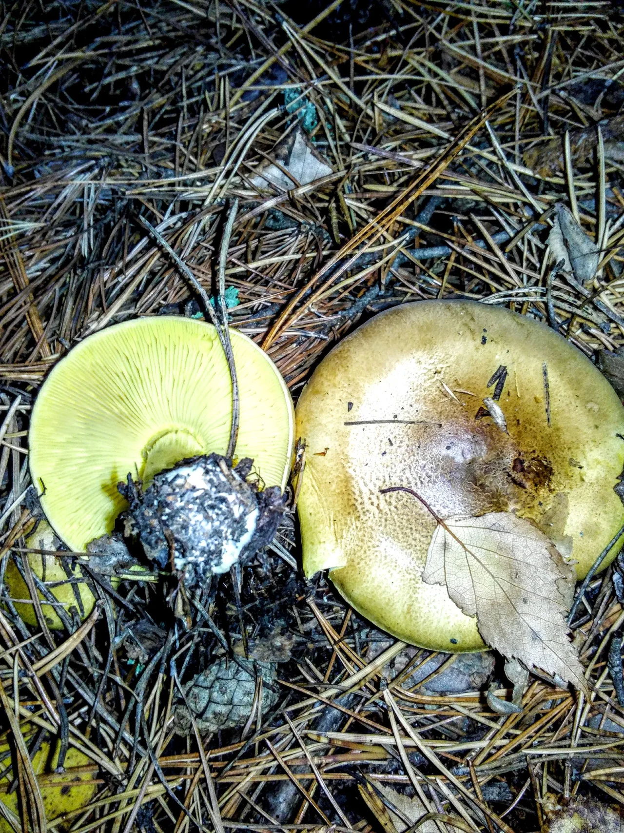 Tricholoma equestre
