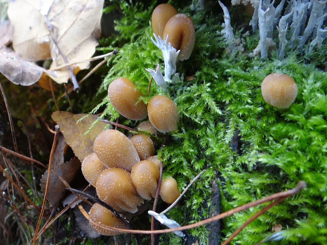 Coprinellus truncorum (location: Poland, Rybie Nowe)
