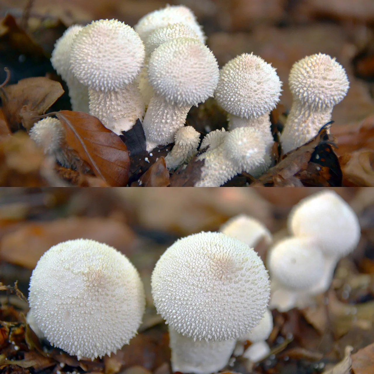 A second appearing wave of Lycoperdon perlatum (GB= Common Puffball, D= Flaschenstäubling, F= Vesses-de-loup perlées, NL= Parelstuifzwam) at Hoge Erf Schaarsbergen