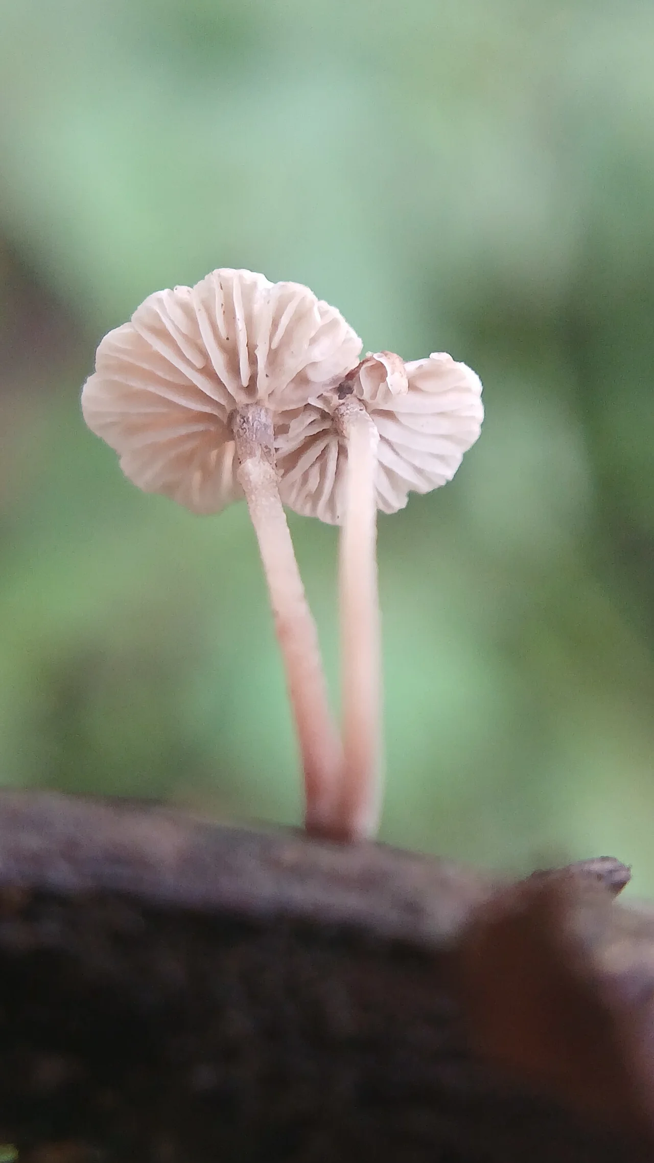 Collybiopsis ramealis