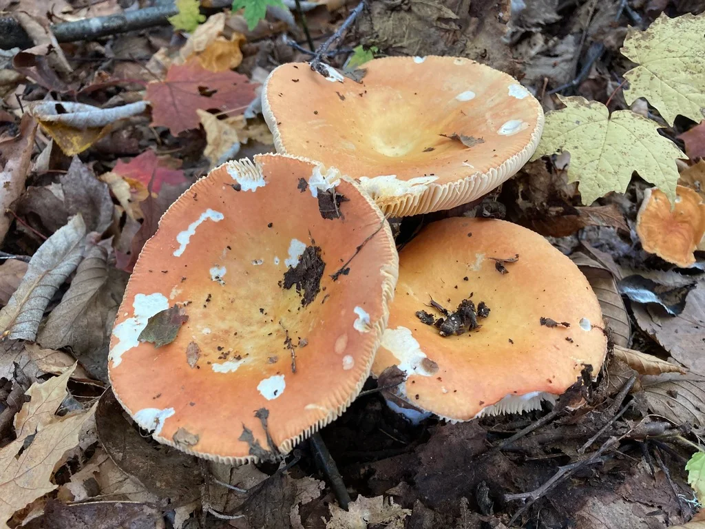 Russula decolorans