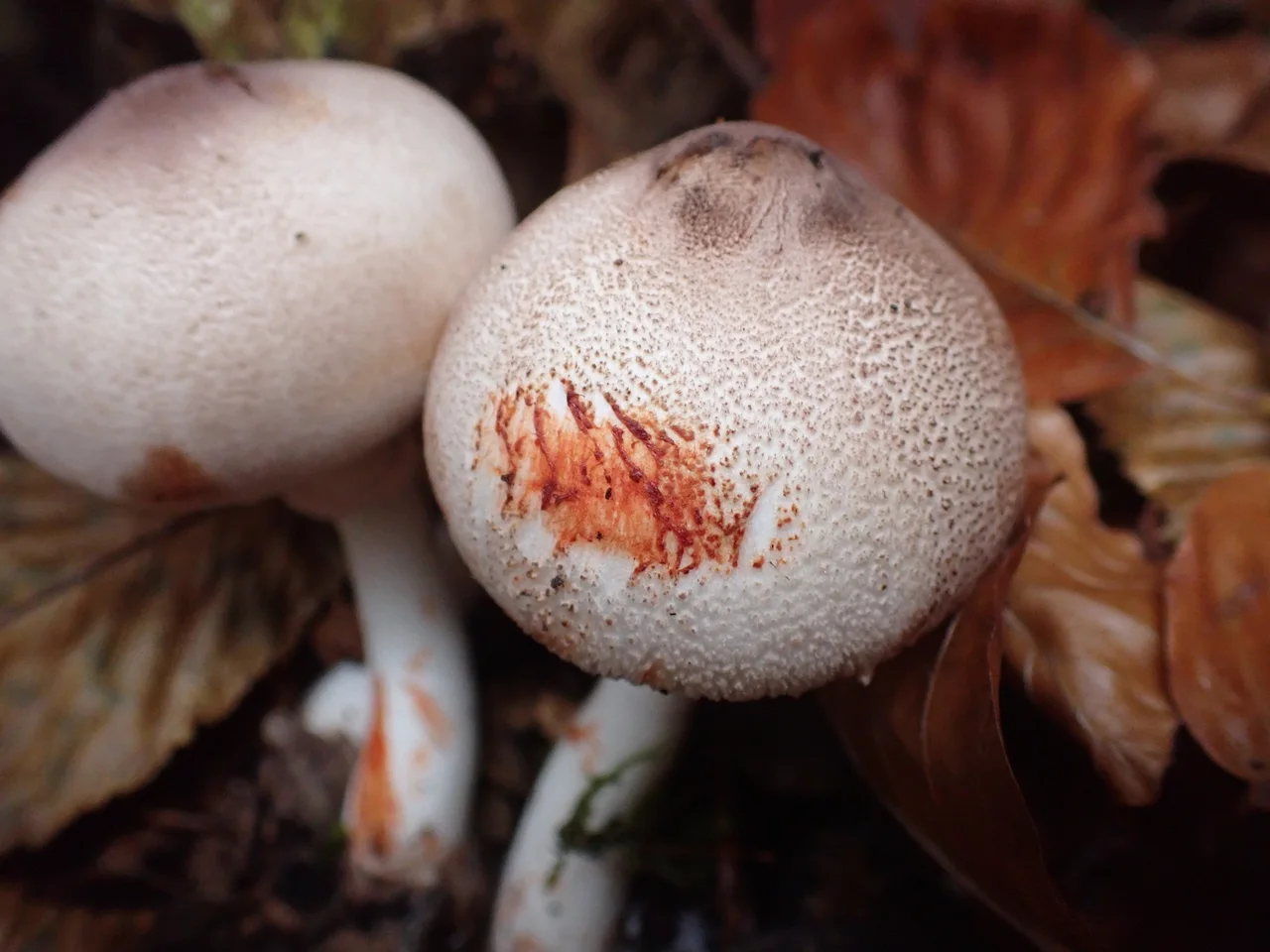 Leucoagaricus badhamii