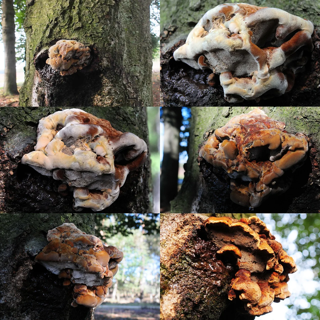 5 weeks development of Inonotus hispidus (GB= Shaggy Bracket, D= Zottiger Schillerporling, F= Polypore hérissé, NL= Ruige weerschijnzwam) white spores and causes white rot, at a Beech at Planken Wambuis Ede