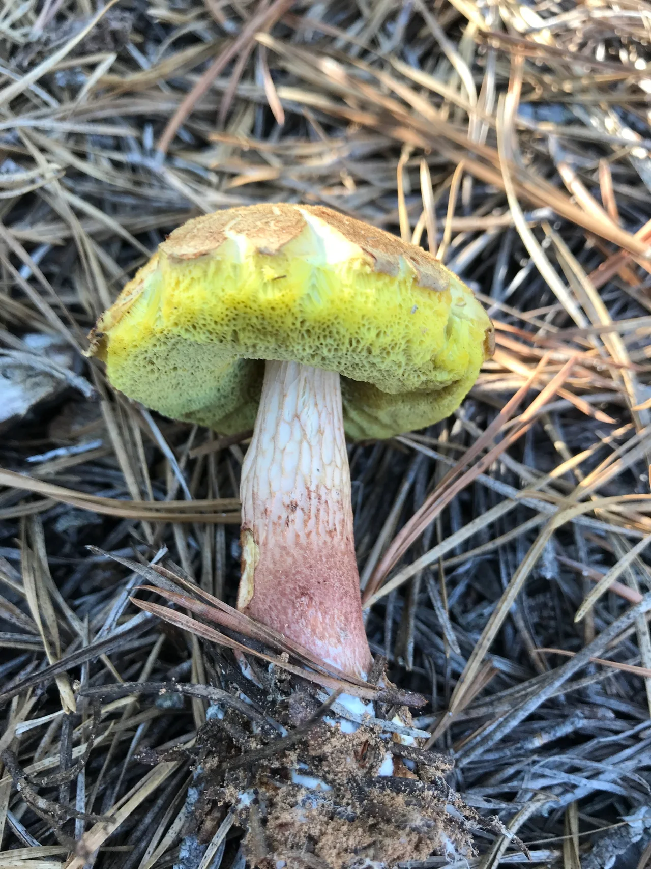 Aureoboletus projectellus