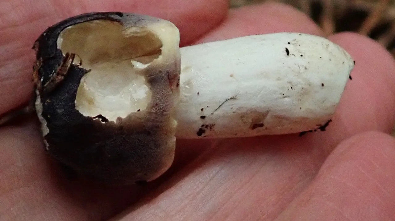 Russula azurea