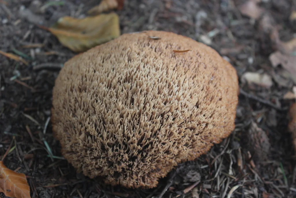 Pterula multifida