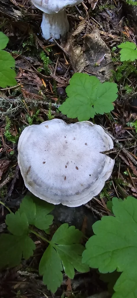 Cortinarius urbicus