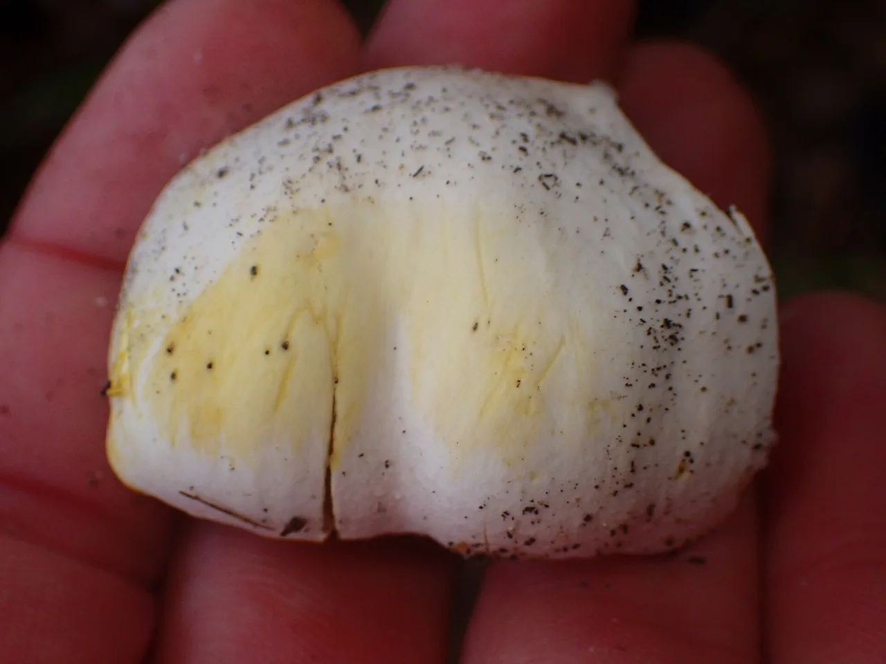Yellow Stainer ( Agaricus xanthodermus )