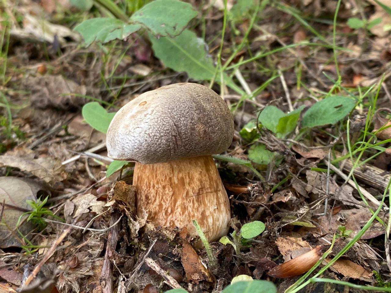 Bronze Bolete ( Boletus aereus )