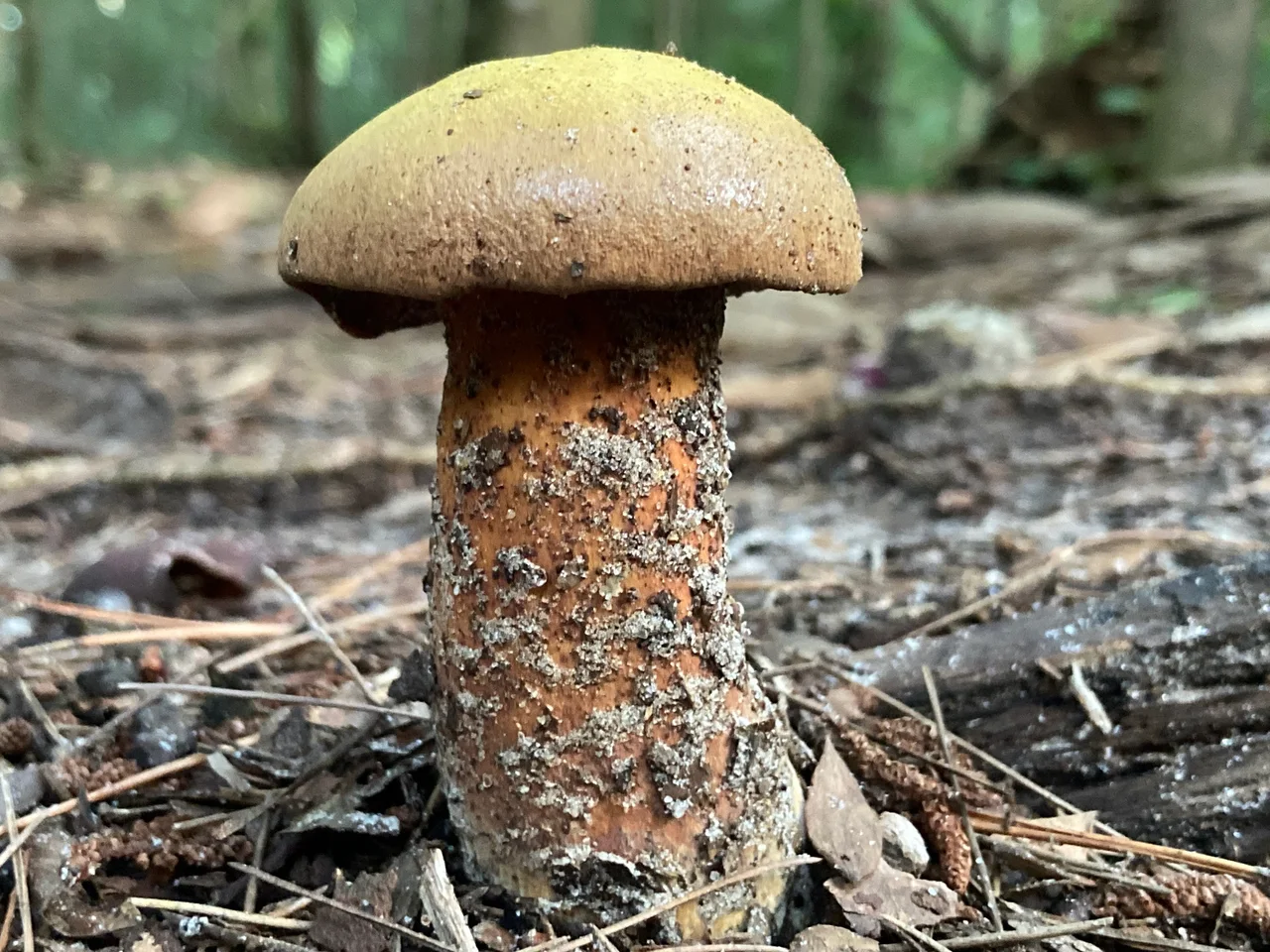 Chalciporus hemichrysus