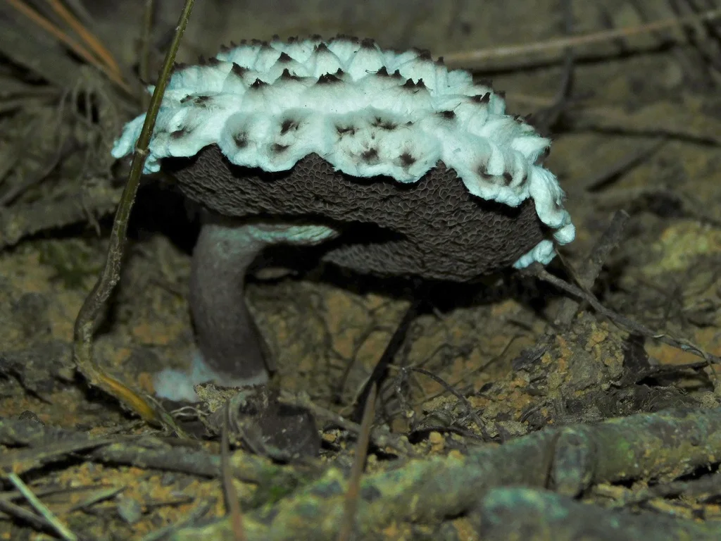 Strobilomyces strobilaceus