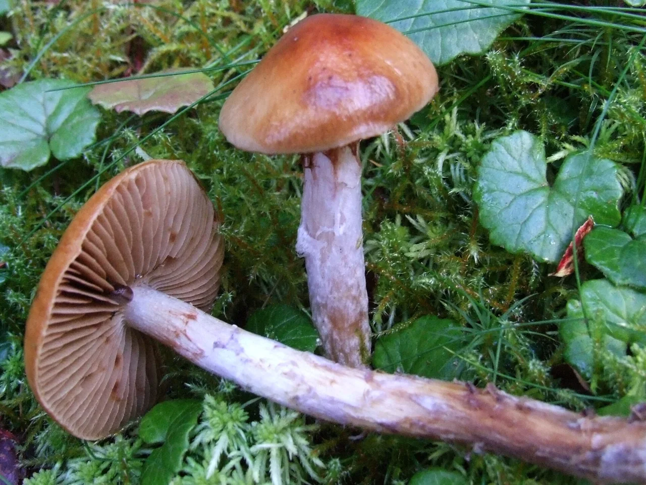Cortinarius collinitus (habitat:West Tatra Mountains,Dolina Chochołowska)
