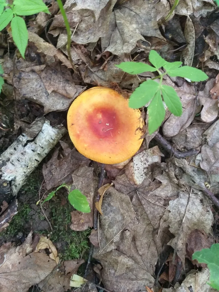Russula aurea
