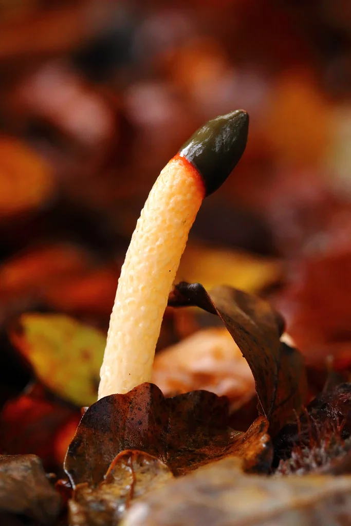 Mutinus caninus
