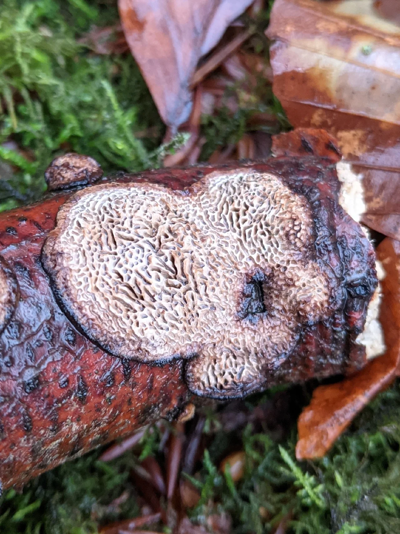 Podofomes mollis