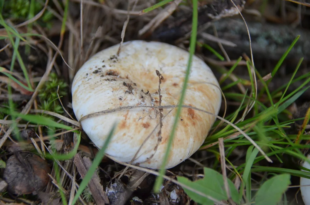Lactifluus piperatus