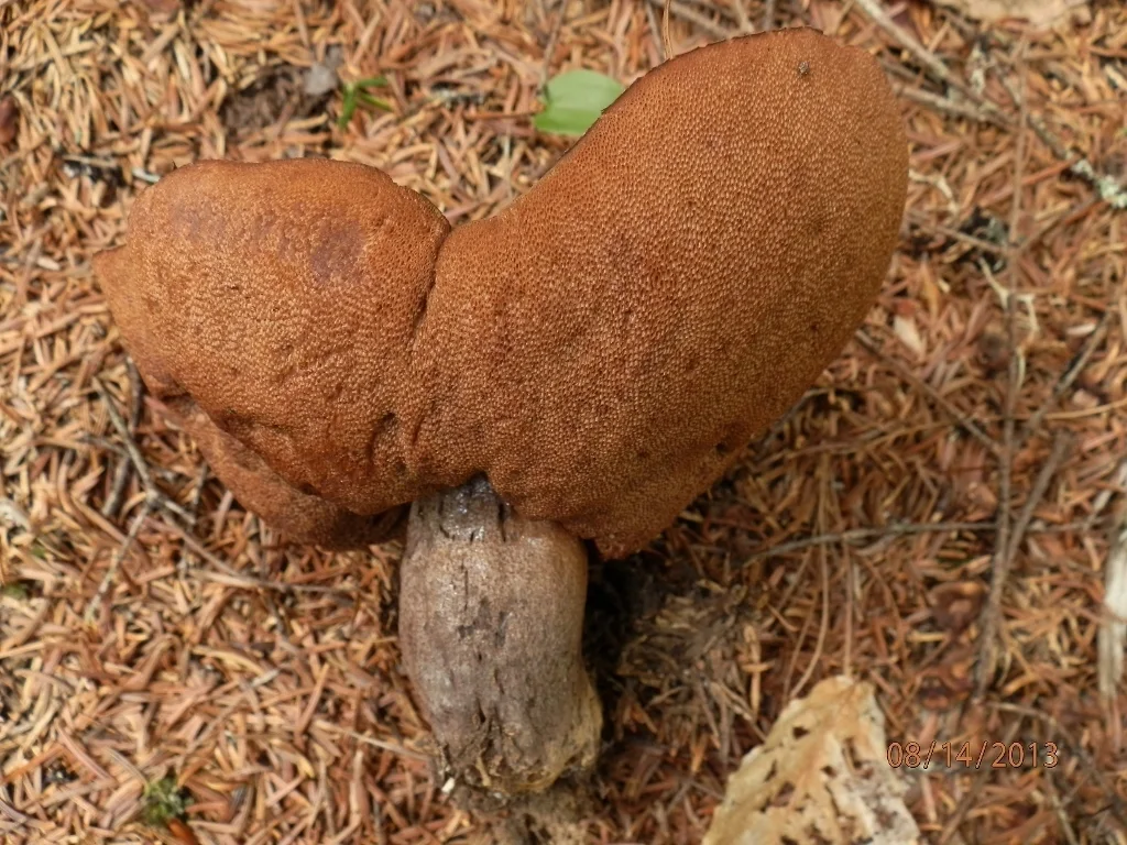 Sutorius eximius