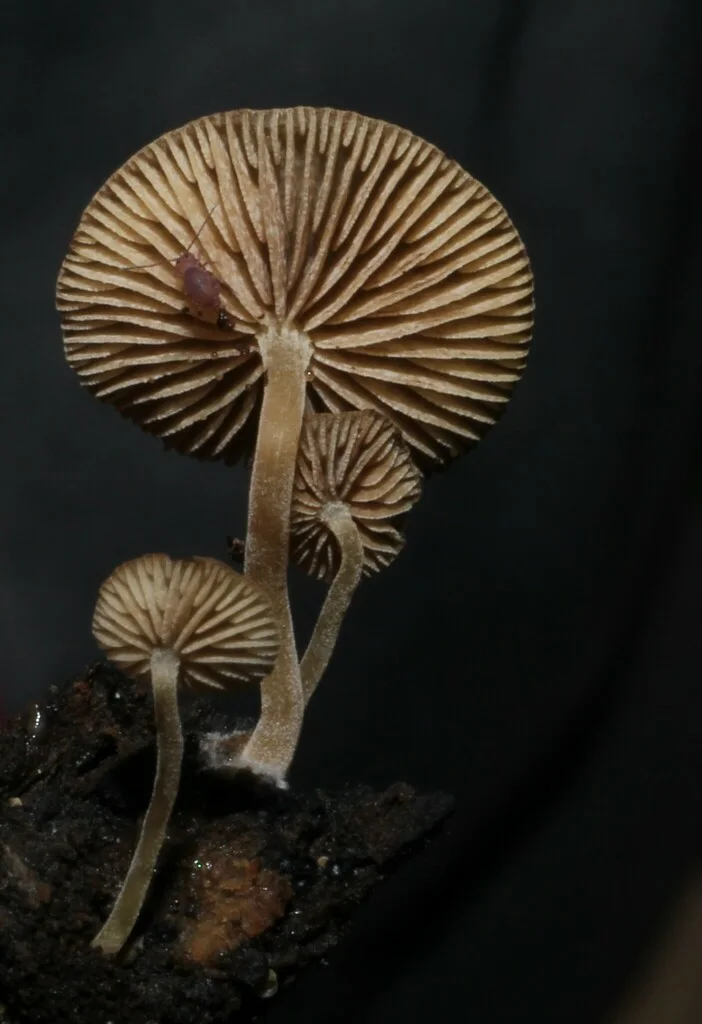 Simocybe centunculus