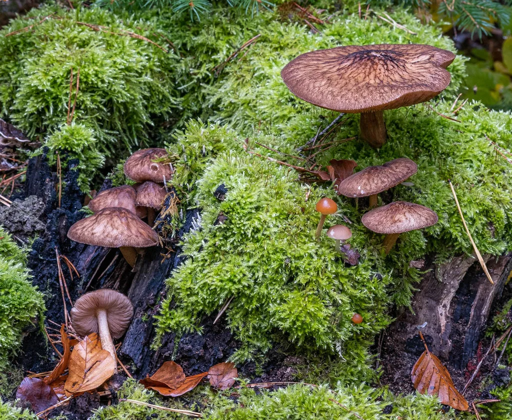Pluteus umbrosus
