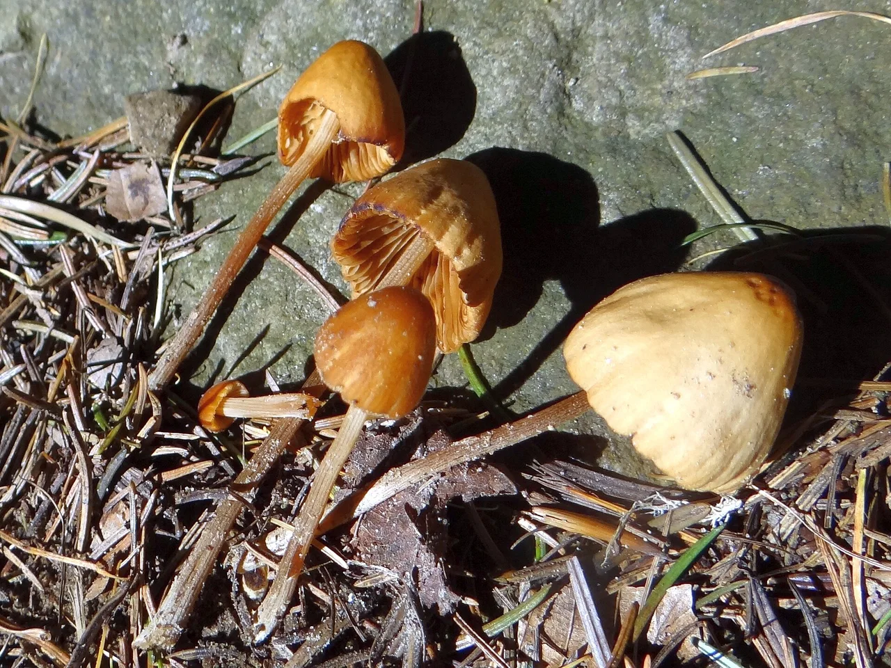 Conocybe juniana . Location: Poland, Beskid Wyspowy, Łopień