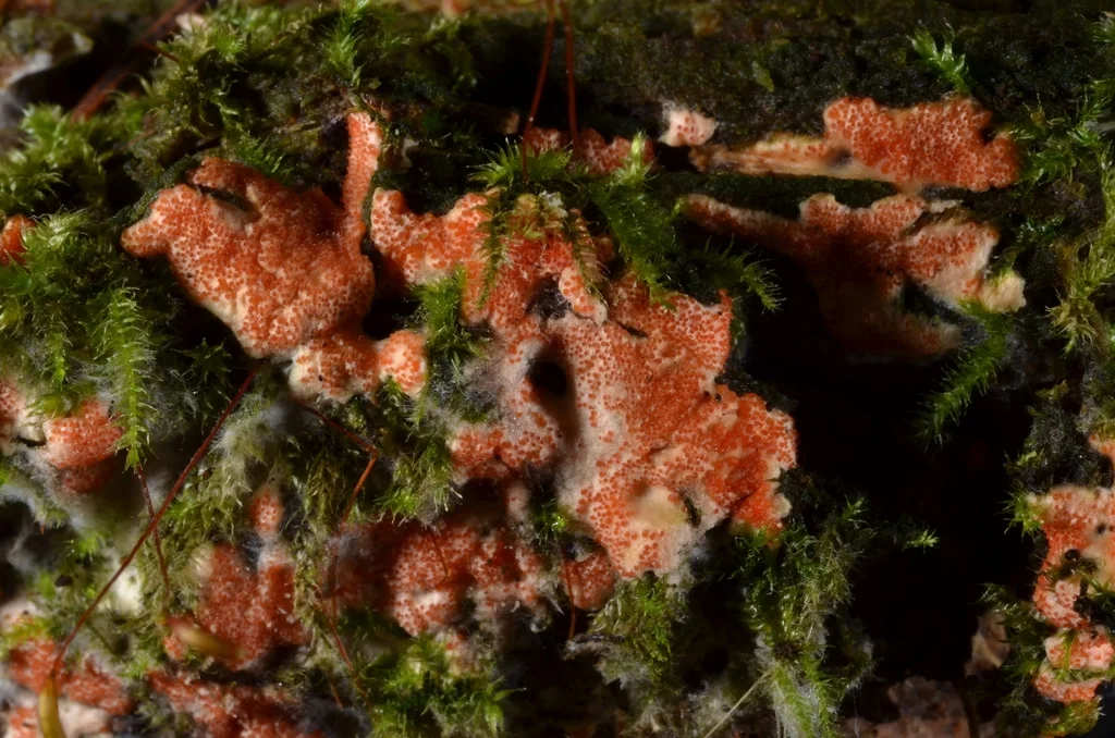 Hypomyces armeniacus