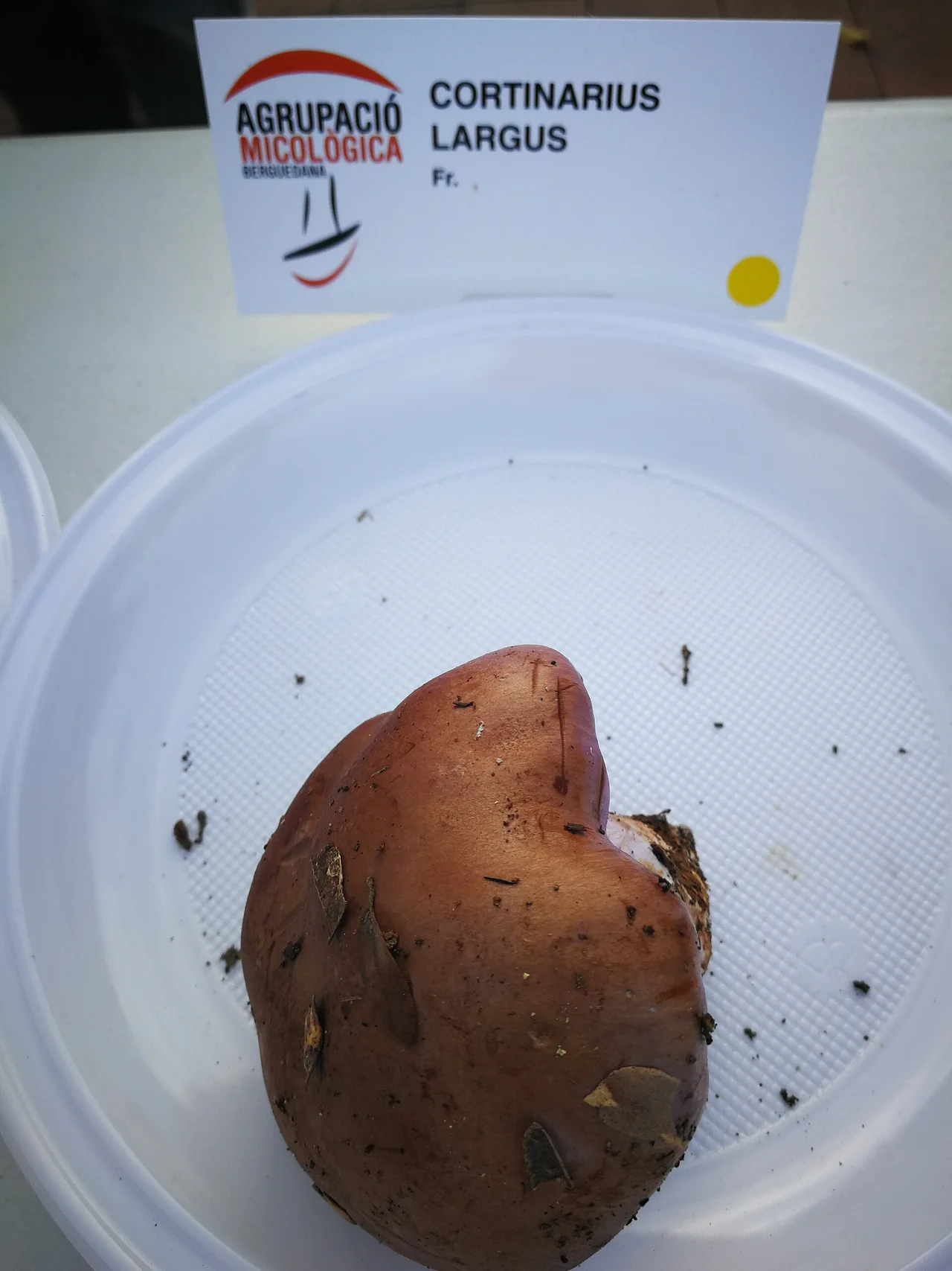 Cortinarius largus a la festa del bolet de Cal Rosal 2018