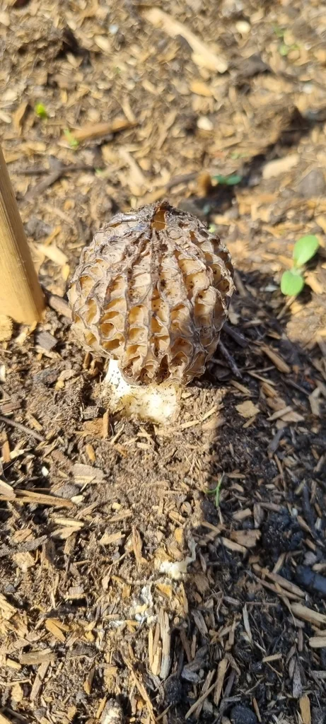 Morchella elata