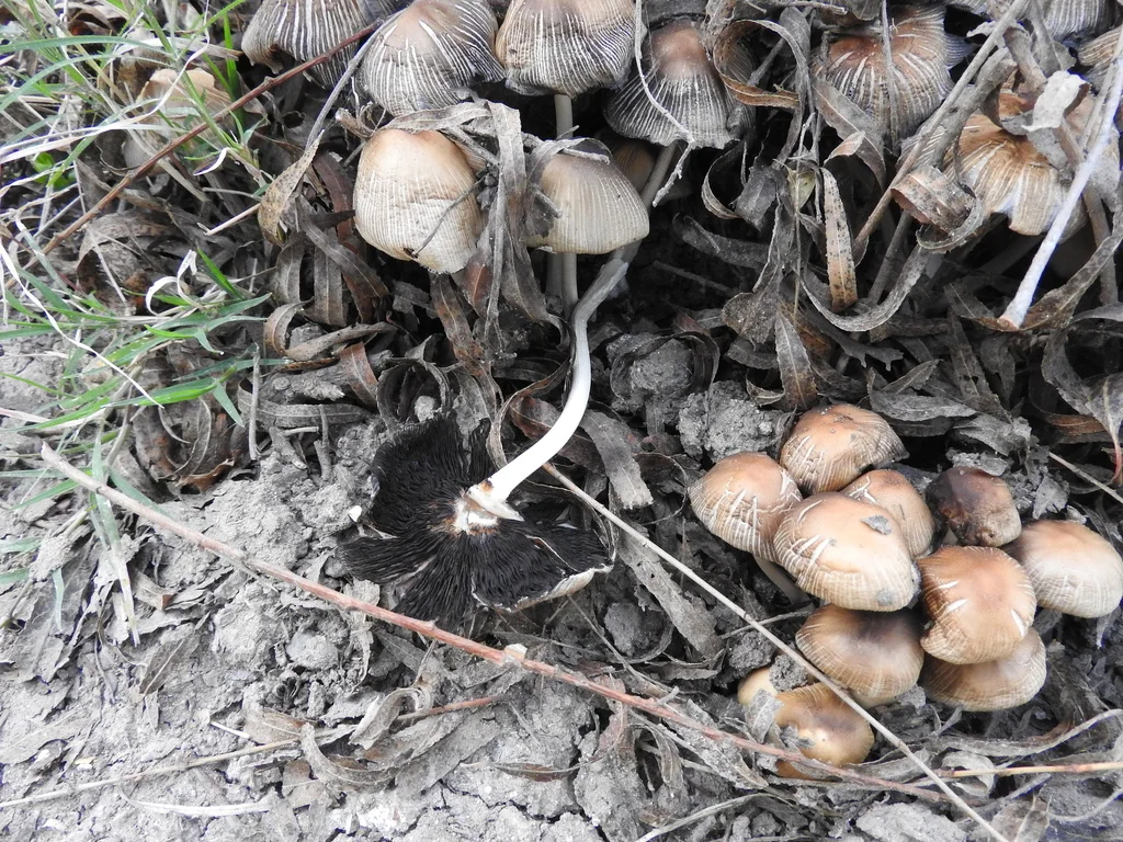 Coprinellus micaceus