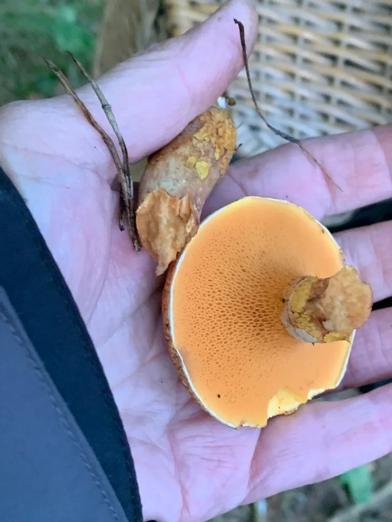 Suillus tridentinus
