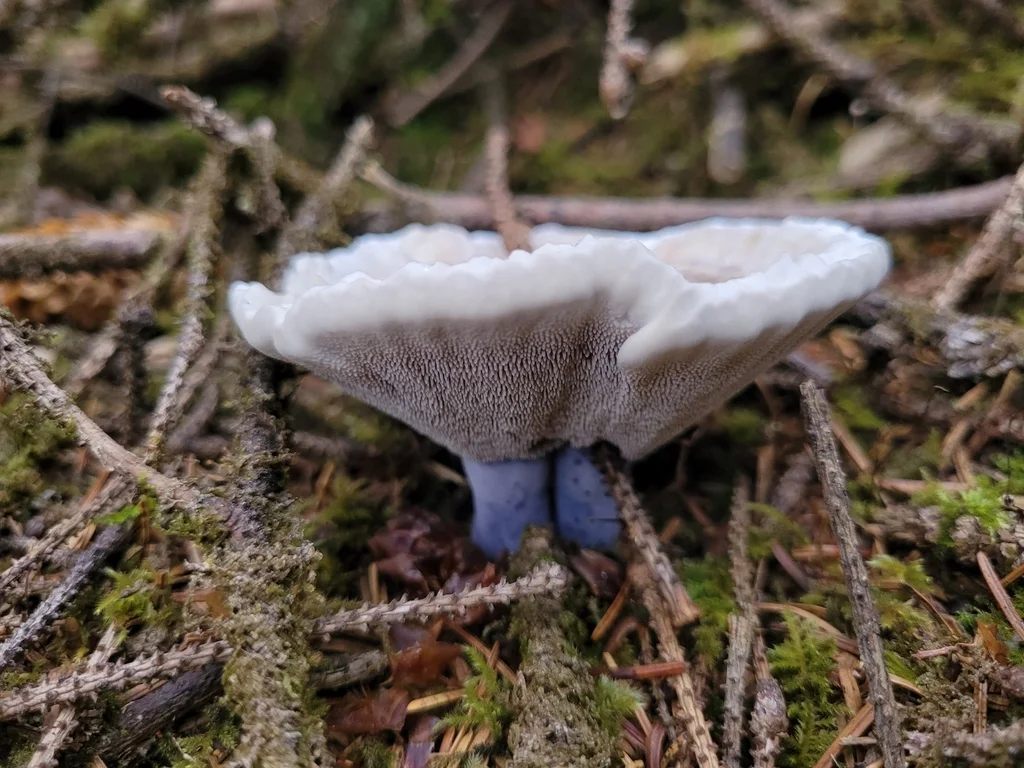Hydnellum suaveolens